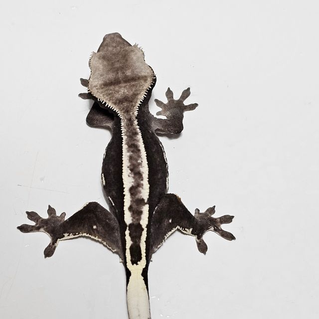 아잔틱