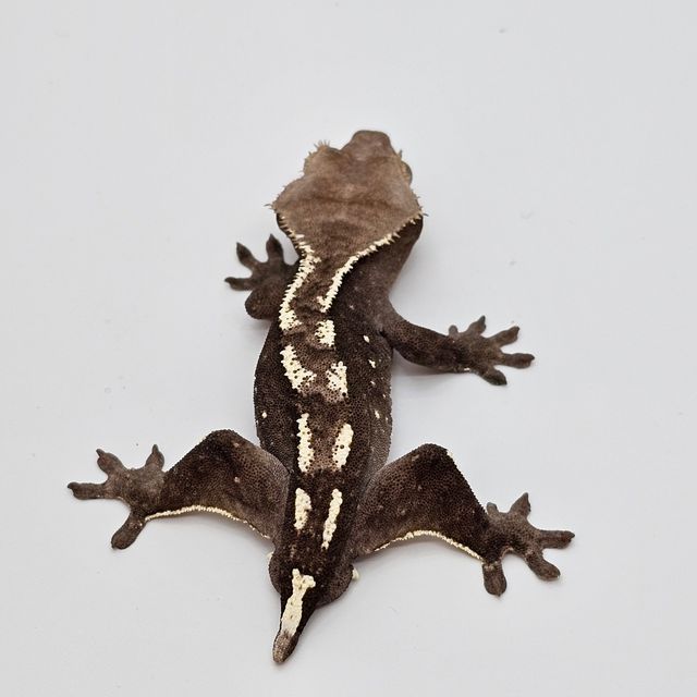 아잔틱