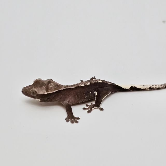 아잔틱