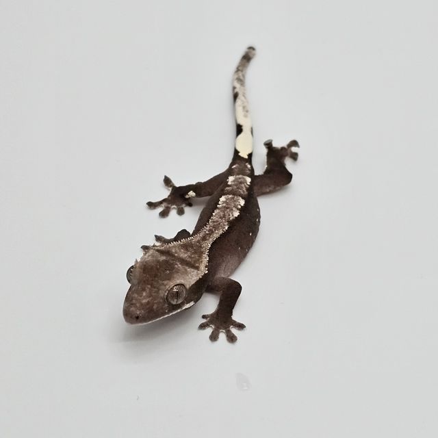 아잔틱