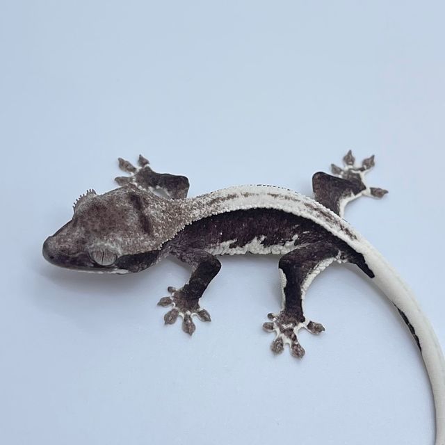 릴잔틱
