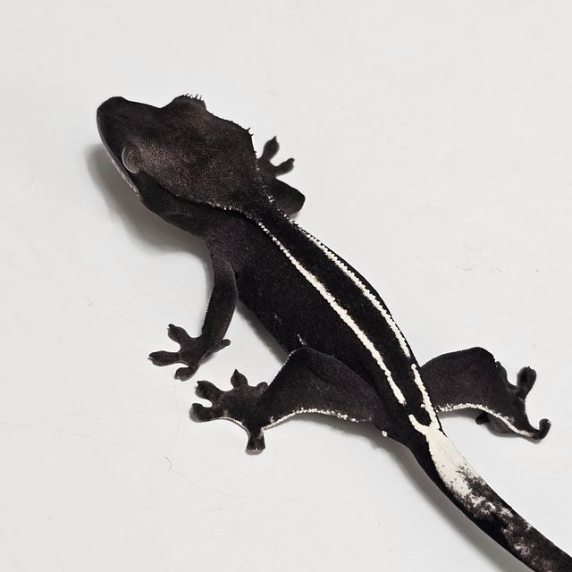 아잔틱