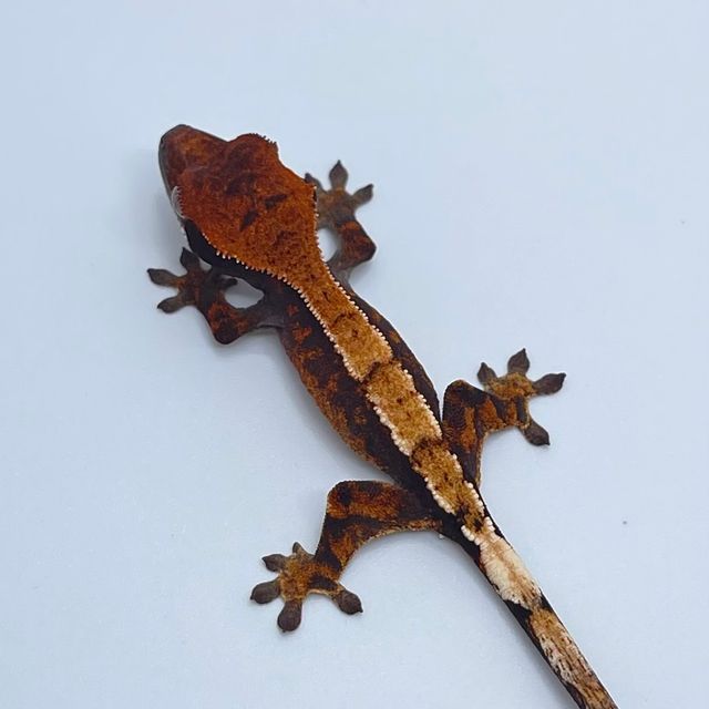 세이블 블랙
