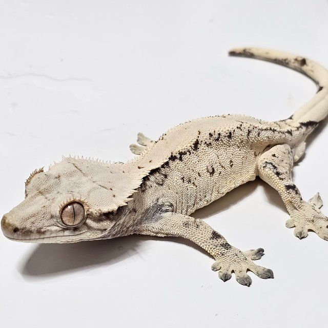 화이트 드리피 트라이