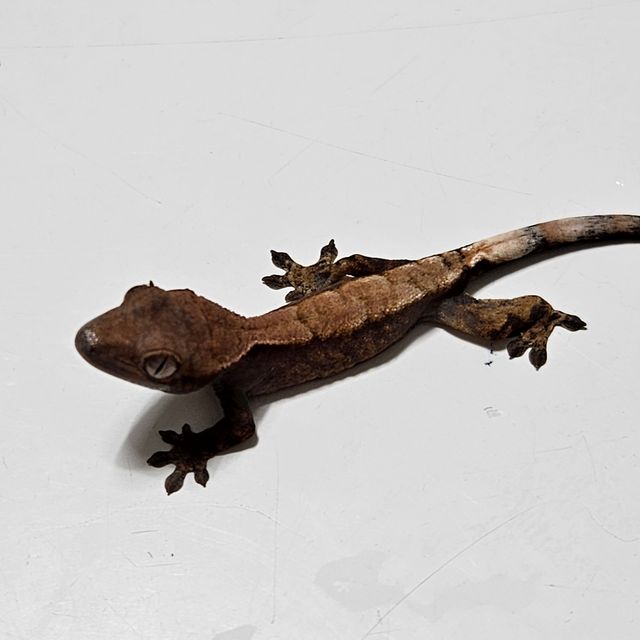 세이블