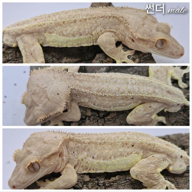 릴리화이트 팬텀 레드 화이트