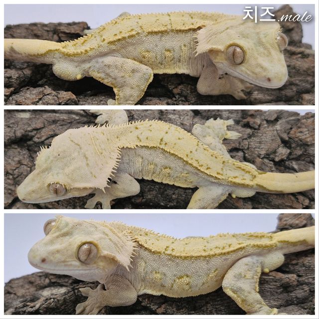 크림시클