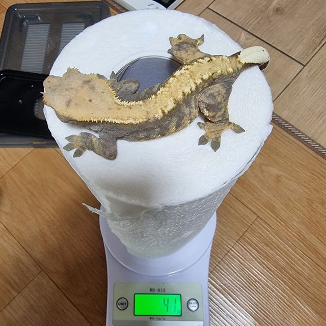 초초