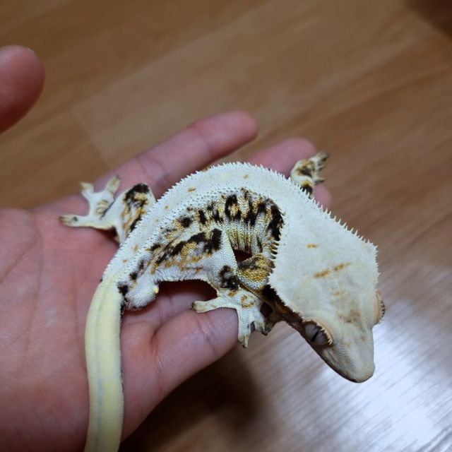 릴리화이트