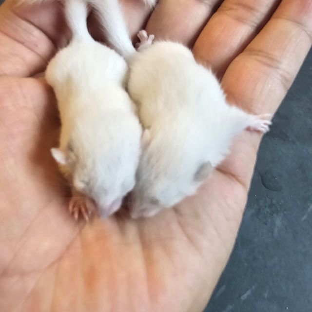 루시스틱