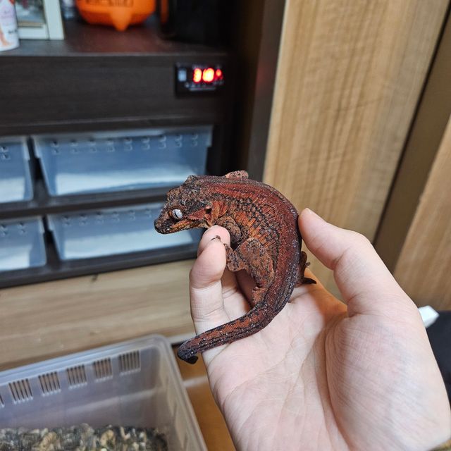 레드 스트라이프