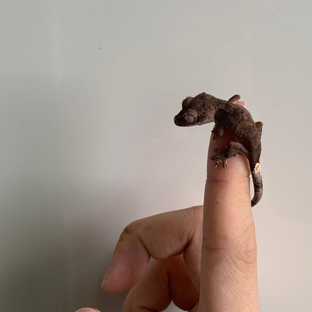 달마시안 챠콜
