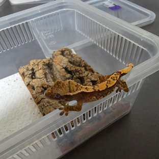 노멀 트라이 텐저린 바브