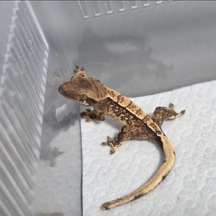 노멀 트라이 텐저린