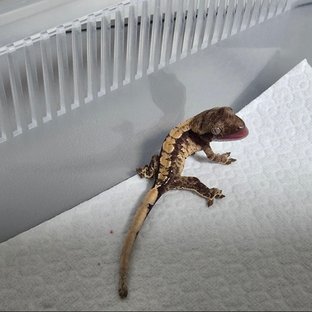 노멀 트라이 텐저린