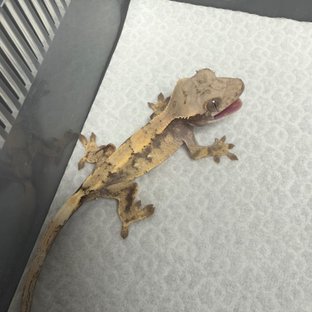 세이블