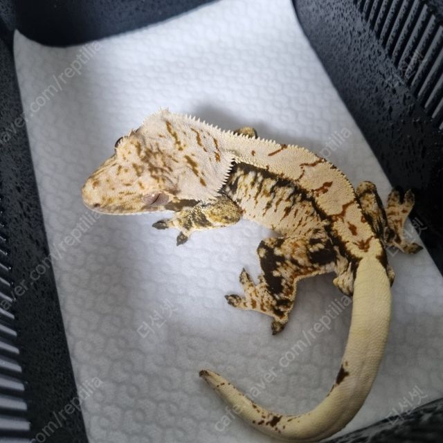 노멀 트라이 화이트스팟