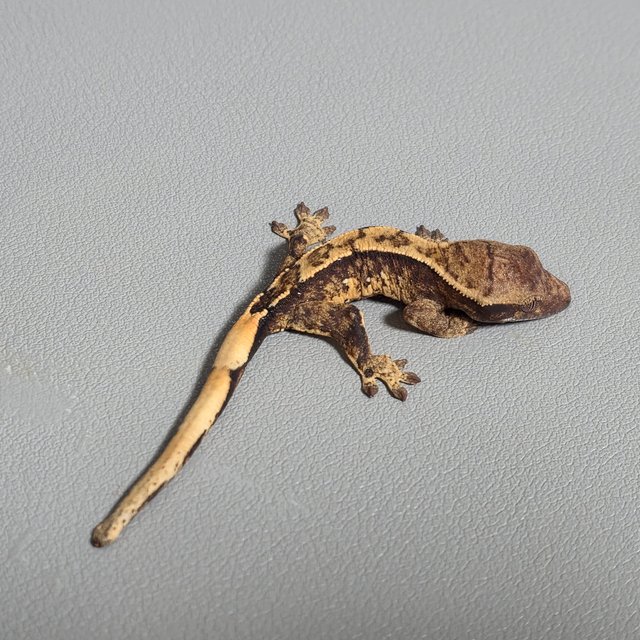 트라이 텐저린 노멀