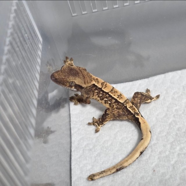 노멀 트라이 텐저린