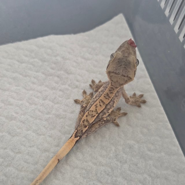 노멀 트라이 화이트 화이트스팟 화이트핀