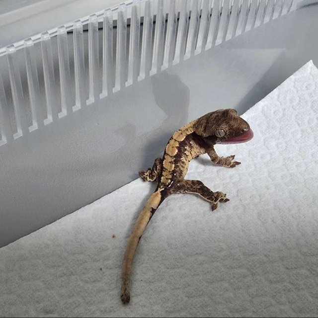 노멀 트라이 텐저린