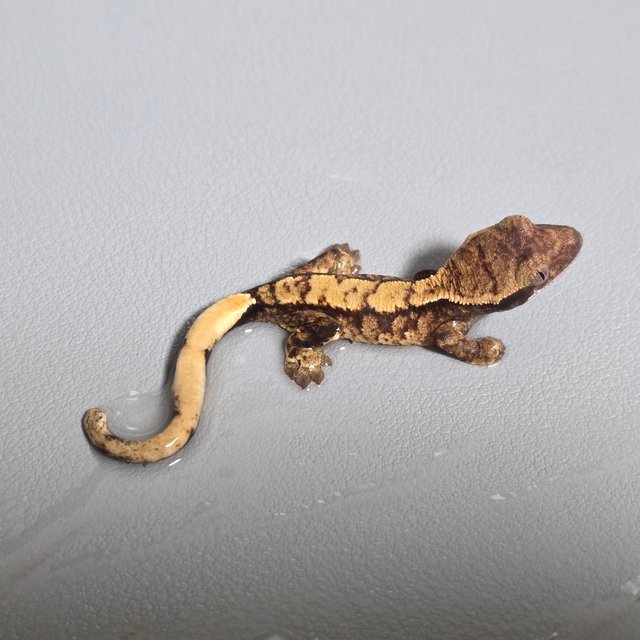 노멀 트라이 텐저린