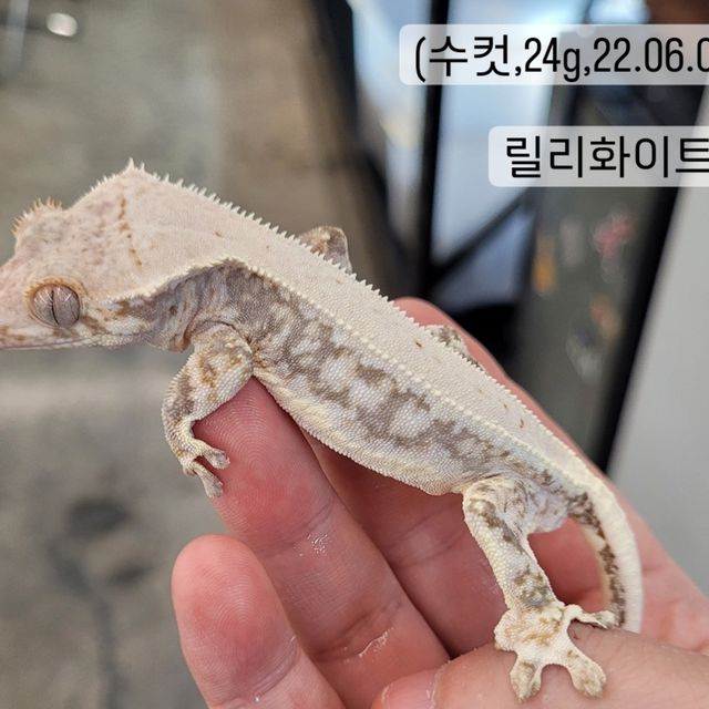 릴리화이트