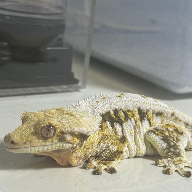 화이트 트라이 릴리화이트