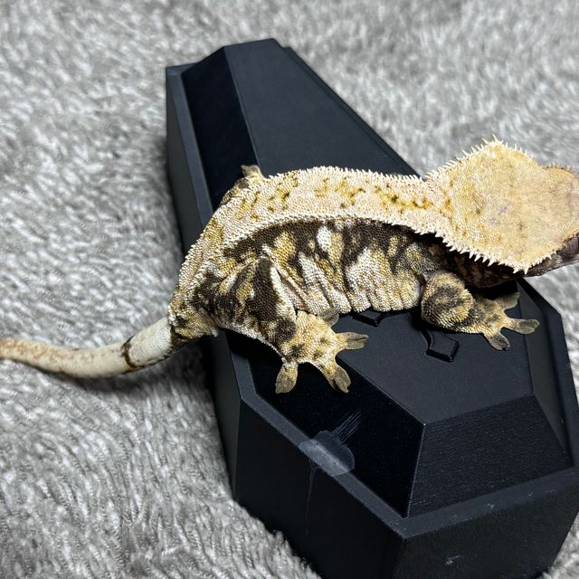 트라이 익스트림할리퀸