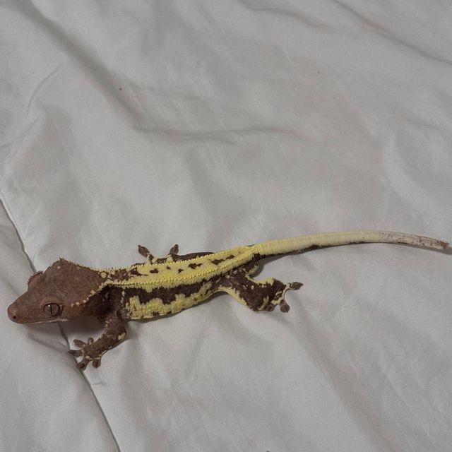 프라푸치노 레드