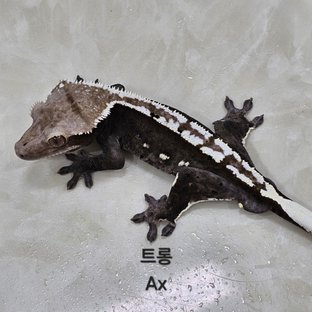 트롱