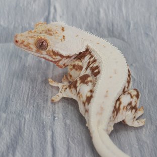 릴리100%헷아잔틱 100%헷아잔틱