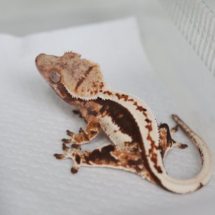 노멀 텐저린 트라이