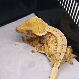 레드 트익