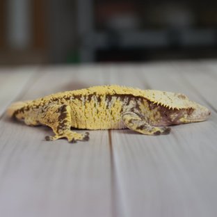 노멀 트라이 익스트림할리퀸