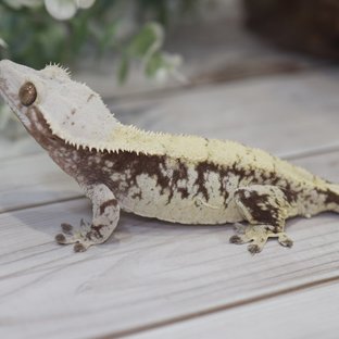 노멀 익스트림할리퀸