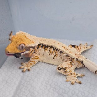 금강