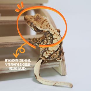 트라이 익스트림할리퀸