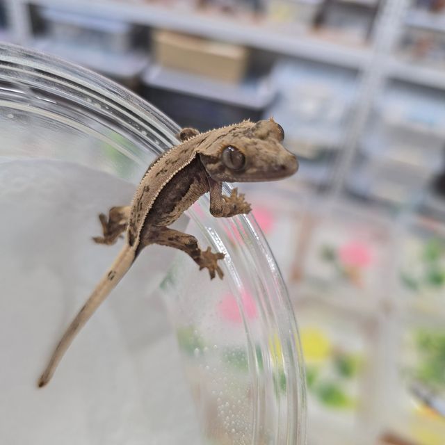 쿼드