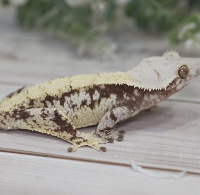 노멀 익스트림할리퀸