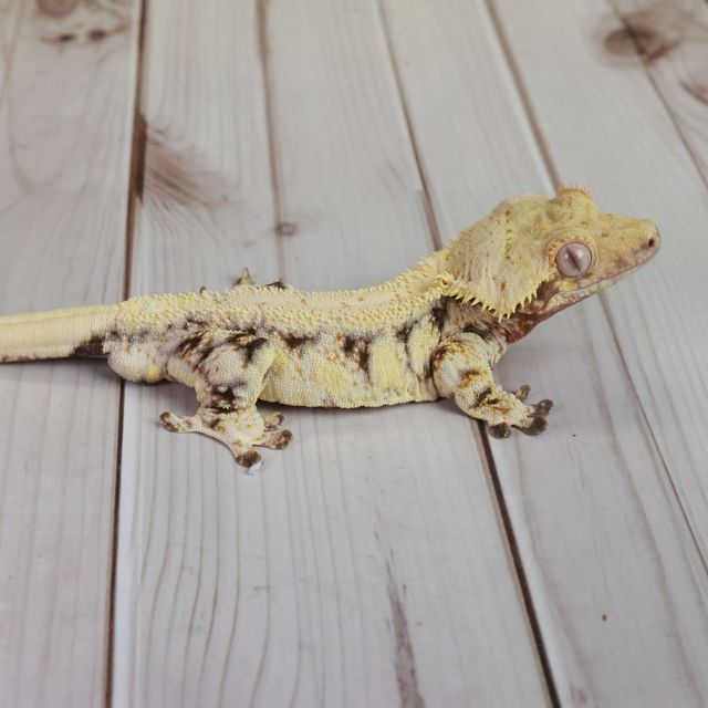 레이지 릴리화이트