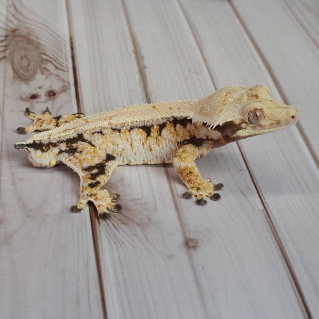 노멀 트라이 화이트스팟