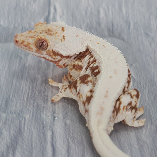 릴리100%헷아잔틱 100%헷아잔틱