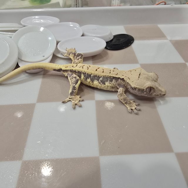 릴리화이트