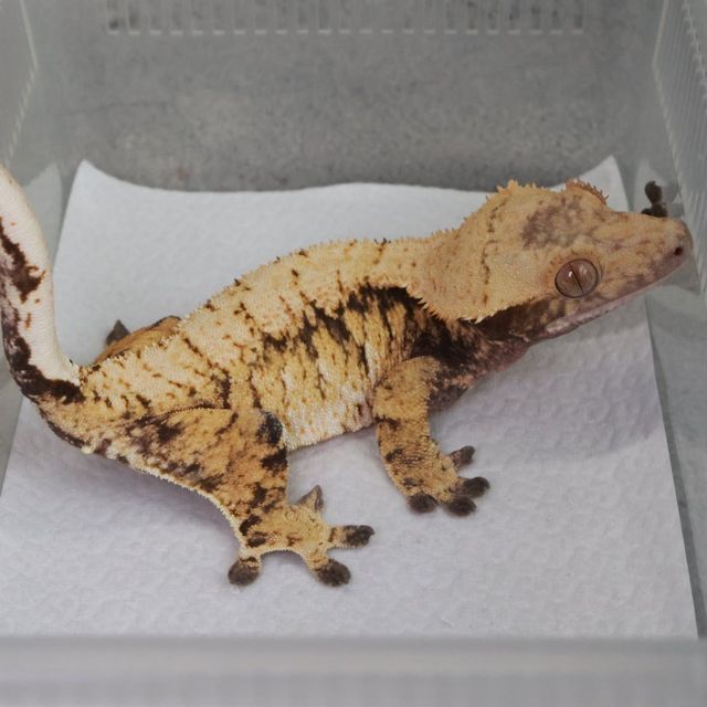 텐저린 트라이 익스트림할리퀸