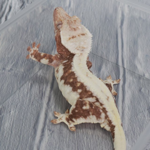 릴리100%헷아잔틱 100%헷아잔틱