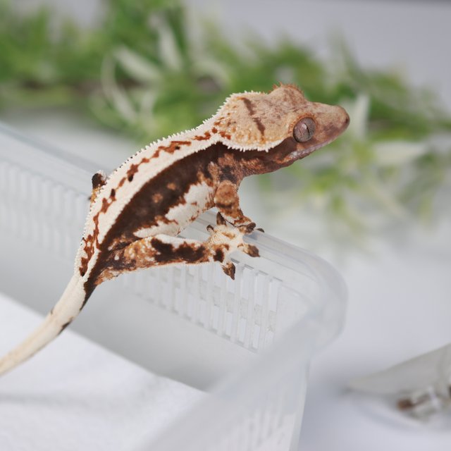 노멀 텐저린 트라이