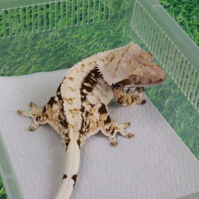 트라이