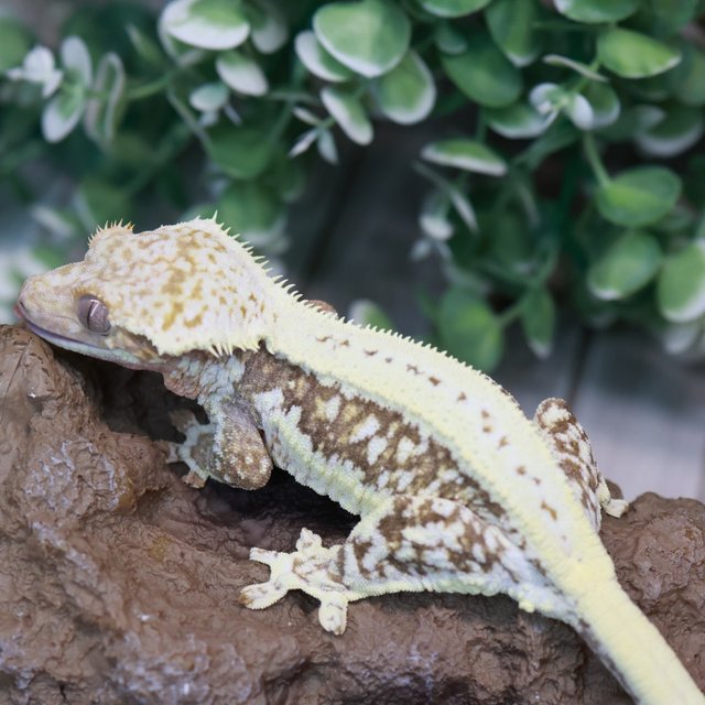 릴리100%헷아잔틱