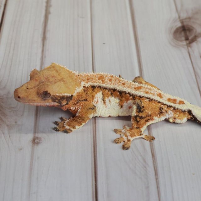 노멀 텐저린 트라이